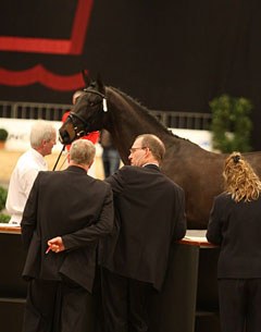 The Danish Warmblood stallion licensing in Herning