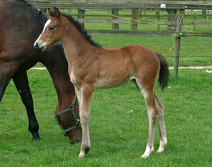 Fennovanck PP (by Uphill x Munchhausen) as a foal in 2010