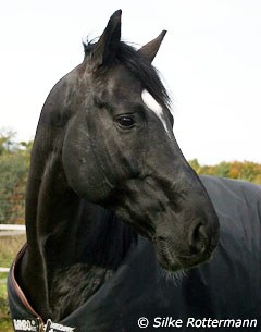 Le Noir in the field