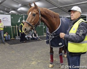 Dutch team veterinarian Jan Greve handling Adelinde Cornelissen's Parzival before the horse's flight to the 2010 World Equestrian Games in the U.S.A. :: Photo © Dirk Caremans