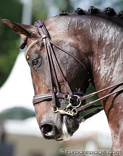 The 11-year old Dutch warmblood Silvano (by Rubinstein)