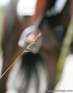 The autofocus of my camera zooming in on grass instead of the horse: arty or a flop photo?