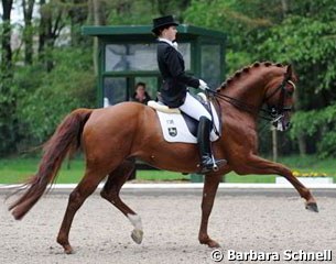 Eloy has a busy programme. This phenomenal 6-year old Hanoverian qualified for the Bundeschampionate with Christin Schutte and one week later the double bridle goes in for younger sister Lena to ride the Preis der Besten.