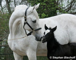 Renaissance Fleur in 2010 with her foal Residence