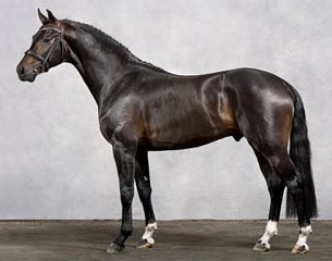 Connaisseur (by Con Amore x Donnerhall) :: Photo © Marielle Andersson Gueye
