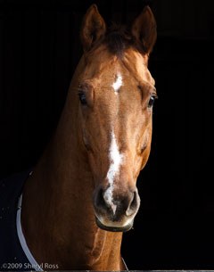 Tristan (by Jazz x Houston). "He's the Brad Pitt of horses," Akiko said.