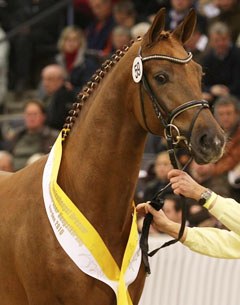 Royal Bolero, the Royal Blend x Bolero premium stallion :: Photo © Christina Beuke