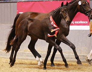 Dancing Boy (by Dancier x Romanov) :: Photo (c) Ridehesten.com