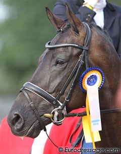 5-year old World Champion Astrix with the Verden ribbon :: Photo © Astrid Appels