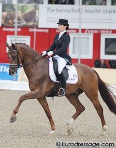 The best performing Dutch pair was Lynn Maas & the KWPN gelding Zamora (by Krack C x Farrington). Maas presented the gelding in a lovely frame but the chestnut lacked some engagement from behind in canter. The trot and walk were solid