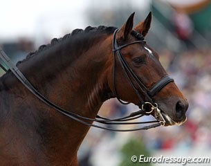 The gorgeous face of the Lusitano stallion Rubi