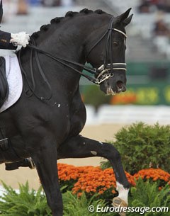 Totilas at the 2010 World Equestrian Games :: Photo © Astrid Appels
