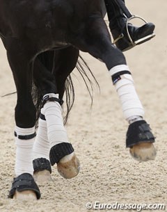 Totilas' legs in the warm up :: Photo © Astrid Appels