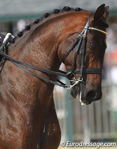 Victory Salute at the 2010 World Equestrian Games