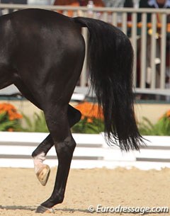 A bad piaffe: horse pulls the hocks high and there is absolutely no sit. This horse is not the only one which refuses to take the weight on the hindquarters