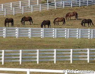 Horses in the field :: Photo © Dirk Caremans