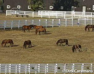 Horses in the field :: Photo © Dirk Caremans