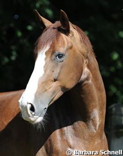 One of Nadine's young stars: Diamond Girl (by Diamond Hit)