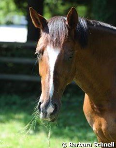 After her ride Girasol goes in the field at least for four hours each day. Enjoy a real horse's life!