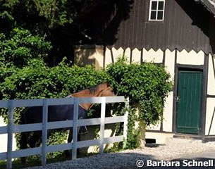 Oldie My Lord in the paddock watching the activity on the courtyard