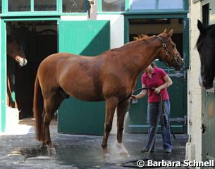 Elvis gets a bath after his ride on the stable courtyard at Gut Heidchen