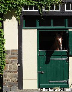 Girasol looking out of the window of her stall waiting for her turn to get ridden and pampered