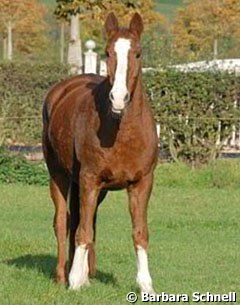 Fabienne in the field just weeks before her passing :: Photo © Barbara Schnell