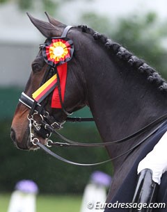 Akiko Yamazaki's Dutch warmblood gelding Ravel in the ribbons