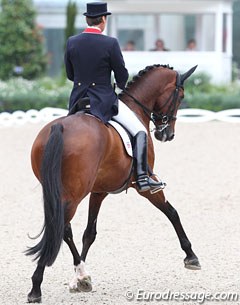 Emile Faurie on the athletic Danish warmblood Elmegardens Marquis