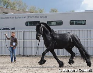 Jessica lunging Zorro in one of the Aachen warm up rings