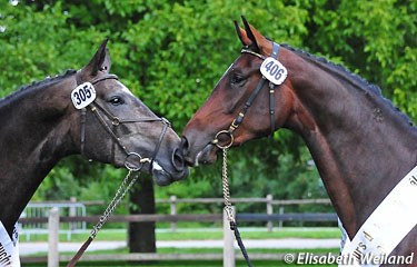 Cashira van Kappenzand and Sinfonie ZS at the 2011 Swiss Warmblood Mare Championship