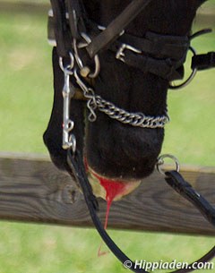 Horse bleeding from the mouth at a competition in Belgium :: Photo © Hippiaden.com