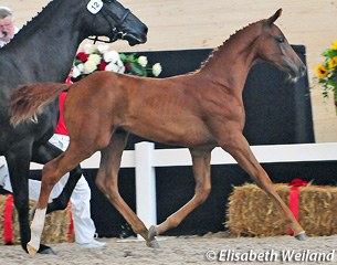 Bailando LIN (by Belissimo M x Furst Heinrich) :: Photo © Elisabeth Weiland