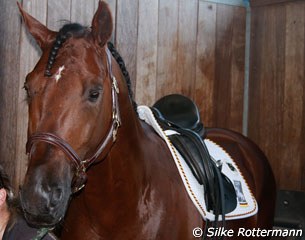 Damon Jerome H getting prepared for the show in his stall