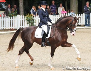 Benicio at the 2011 Bundeschampionate :: Photo © Maria Burczyk