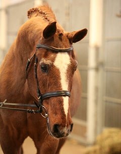 Hanoverian stallion Espri aged 30 :: Photo © Marianne Schwöbel
