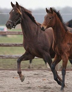 Flora Danica with her Furstenball foal