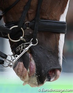 Tongue showing in competition :: Photo © Astrid Appels