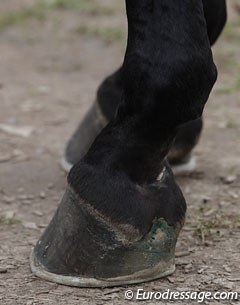 An interesting shoeing job for the hoof fetishists!