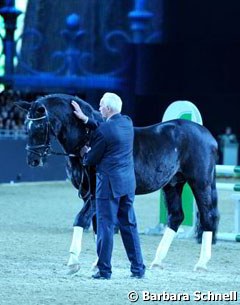 A dignitary appeared at the stallion show: 27-year old Trakehner sire Kostolany (by Enrico Caruso)