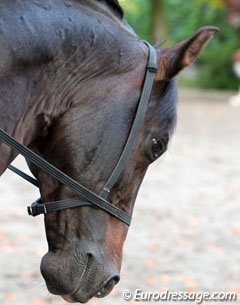 A custom made bitless bridle Mistral du Coussoul wears