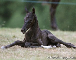 Newborn foal :: Photo © Astrid Appels