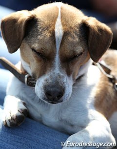 Cute dog