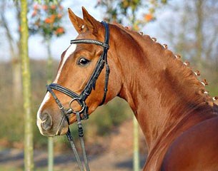 Lorenzio von Nymphenburg (by Londontime x Argentan) :: Photo © Stephan Kube