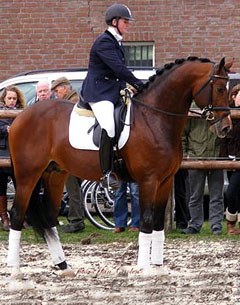 Antoine van Bommel's young KWPN stallion Bojengel