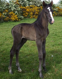 Jordi, an Irish bred foal by Jaywalker out of Wishful Thinking