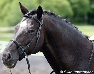 Le Noir with the bitless bridle