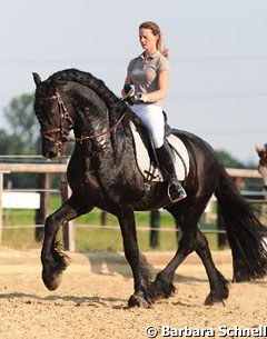 Jessica Süss schooling Barbara Schnell's Friesian Apollo vom Weimannsfeld at home