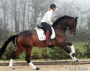 Hayley Beresford on the 5-year old Westfalian mare Antonia (by Amantus x Paradox x Bolero) :: Photo © Kelly Bauer