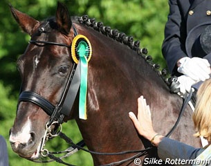 The Oldenburg stallion Weltino (by Welt Hit II)